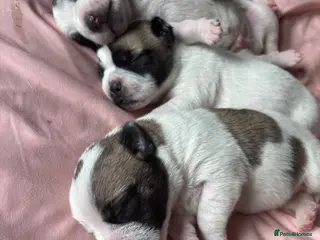 Mixed Breed dogs JR Staff X Staffy Lurcher Puppies - Advert 1