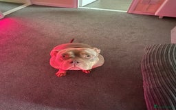 American Bully dogs for sale: Junior - Image 1