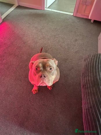 American Bully dogs - Advert 1