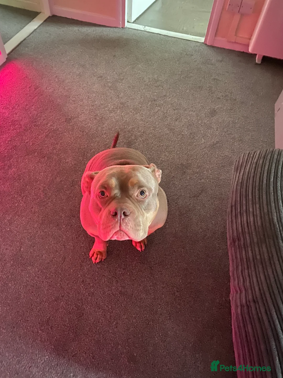 American Bully dogs for sale: Junior - Advert 1