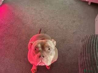 American Bully dogs Junior - Advert 11