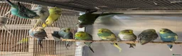 Budgerigars birds for sale: Budgies Breeding pairs and youngsters  - Advert 2