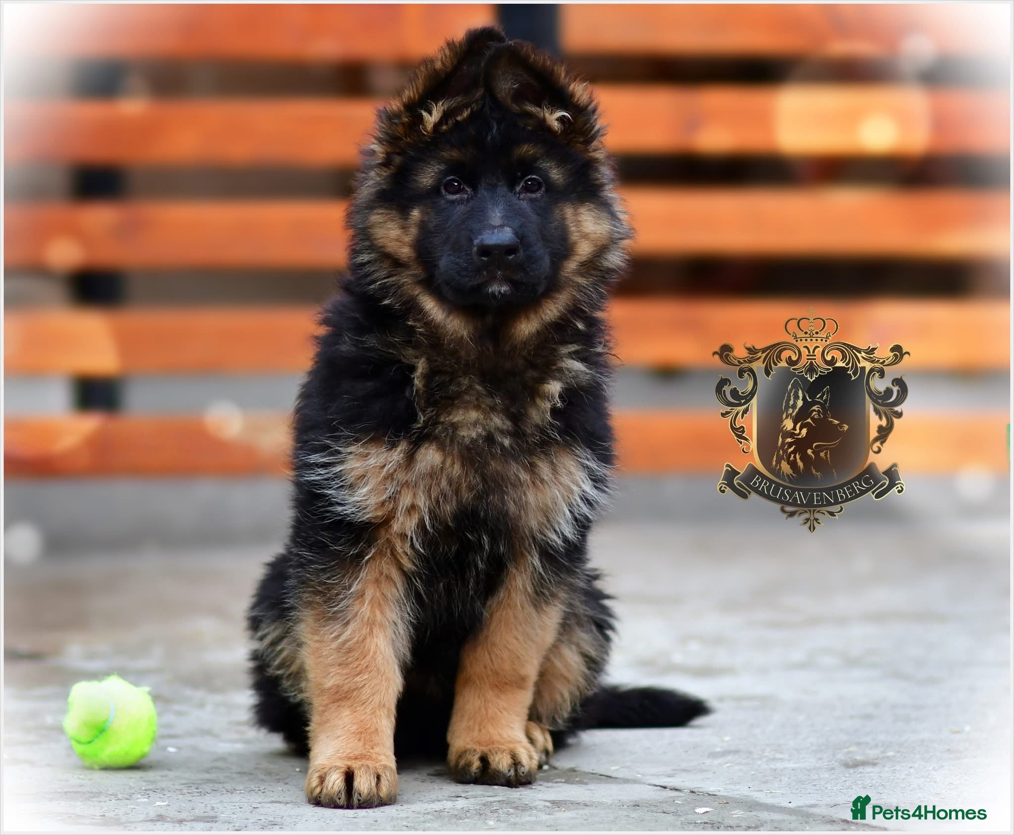 German Shepherd dogs LONGHAIRED SHOW TYPE GSD PUPPIES - Advert 21