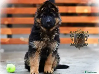 German Shepherd dogs LONGHAIRED SHOW TYPE GSD PUPPIES - Advert 21