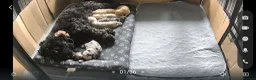 Cockapoo dogs for sale: American cockapoo puppies - Advert 2