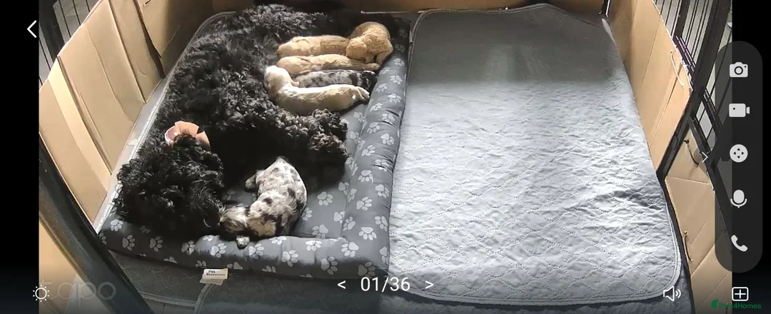 Cockapoo dogs for sale: American cockapoo puppies - Advert 2