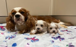 Cavalier King Charles Spaniel dogs for sale: Beautiful Cavalier Cross Maltese Puppies  - Advert 17