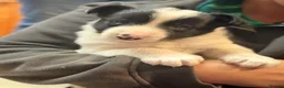 Border Collie dogs for sale: Gorgeous border collie pups - Advert 8