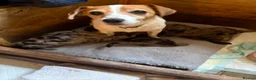 Jackapoo dogs for sale: STUNNING JACKAPOO - Advert 7