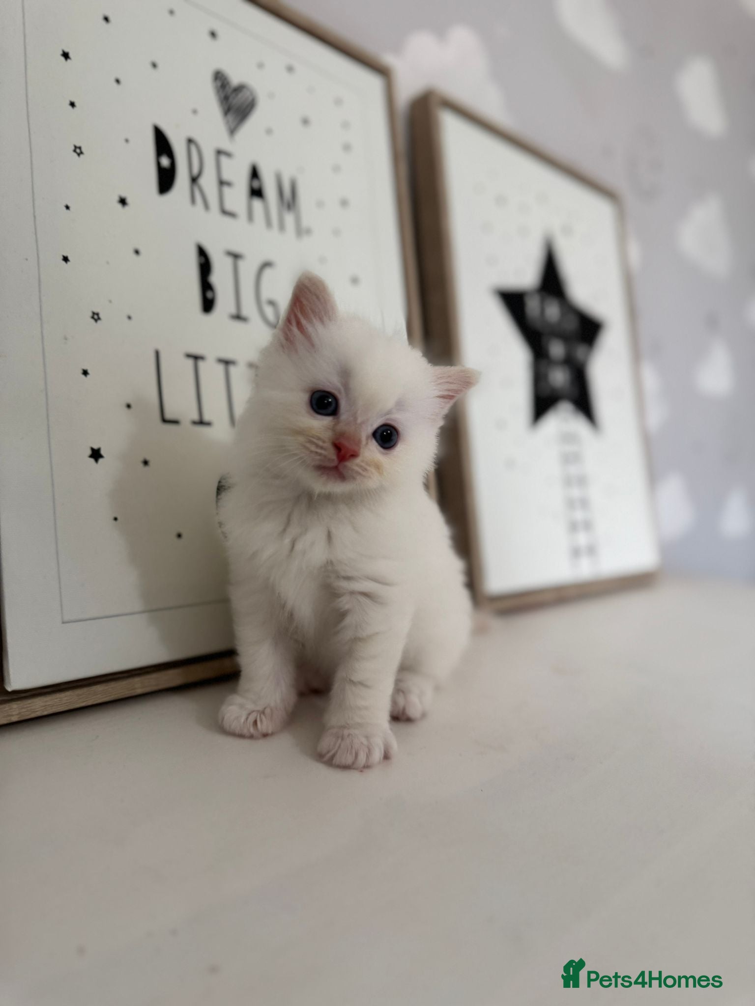 Ragdoll cats Purebred Ragdoll Kitten - Advert 1