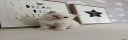 Ragdoll cats for sale: Purebred Ragdoll Kitten - Advert 1