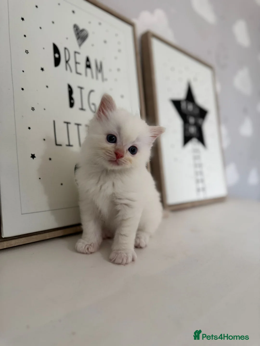 Ragdoll cats for sale: Purebred Ragdoll Kitten - Advert 1