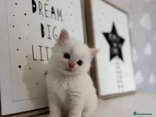Ragdoll cats Purebred Ragdoll Kitten - Advert 2