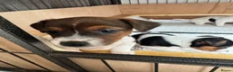 Jack Russell dogs for sale: 4 beautiful Jack Russell puppies for sale in Market Rasen - Advert 11