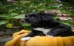 Mixed Breed dogs for sale: 3 x Border collie cross retriever pups - Image 10