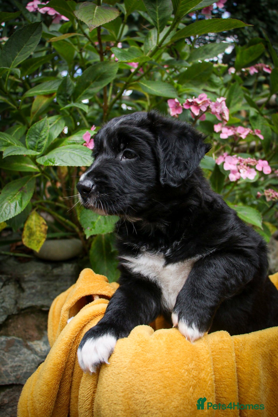 Mixed Breed dogs for sale: 3 x Border collie cross retriever pups - Image 10
