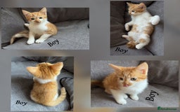 Mixed Breed cats for sale: 9 Beautiful Mixed Kittens - Image 9