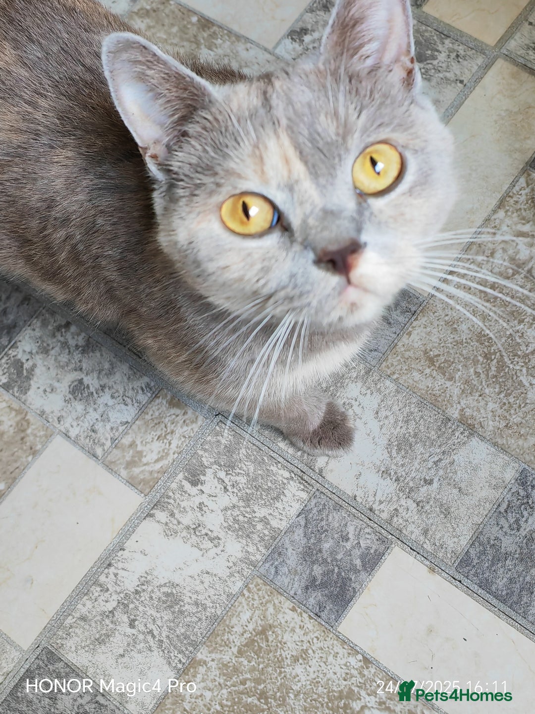 British Shorthair cats for sale: Beautiful British short-hair cross - Image 2