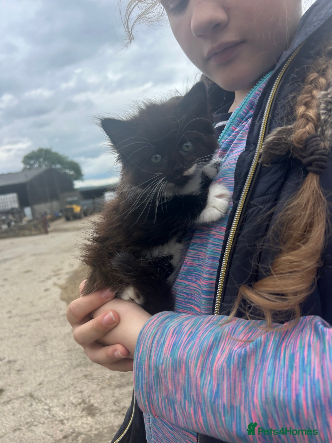 Mixed Breed cats for sale: Beautiful kittens long and short haired  - Image 3