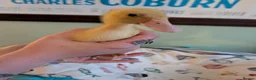 Ducks poultry for sale: Beautiful hatch of Runner Ducklings  - Advert 6