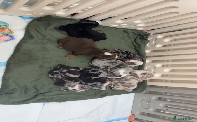 English Bulldog dogs English bulldogs  - Advert 2