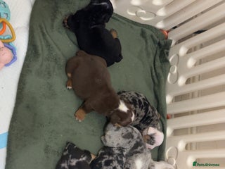 English Bulldog dogs English bulldogs - Advert 2