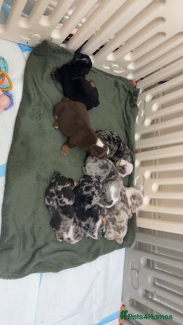 English Bulldog dogs English bulldogs - Advert 2