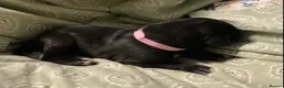Great Dane dogs for sale: Great Dane puppies for sale - Advert 9