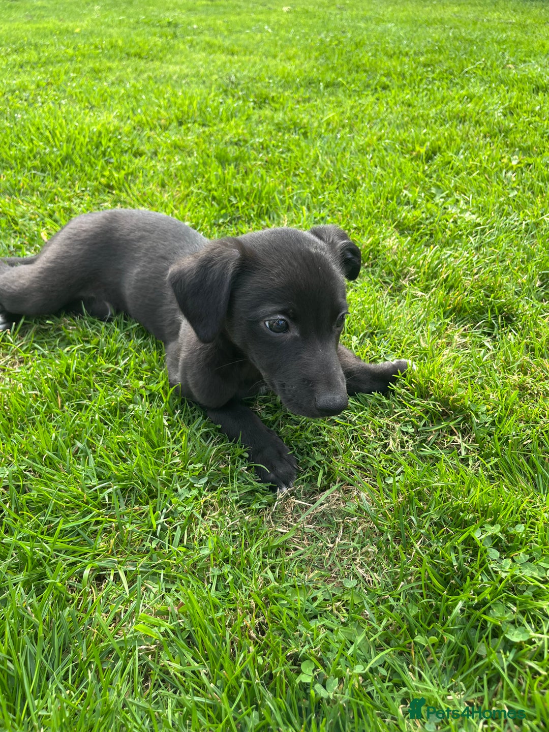 Whippet dogs for sale: Whippets  - Image 18