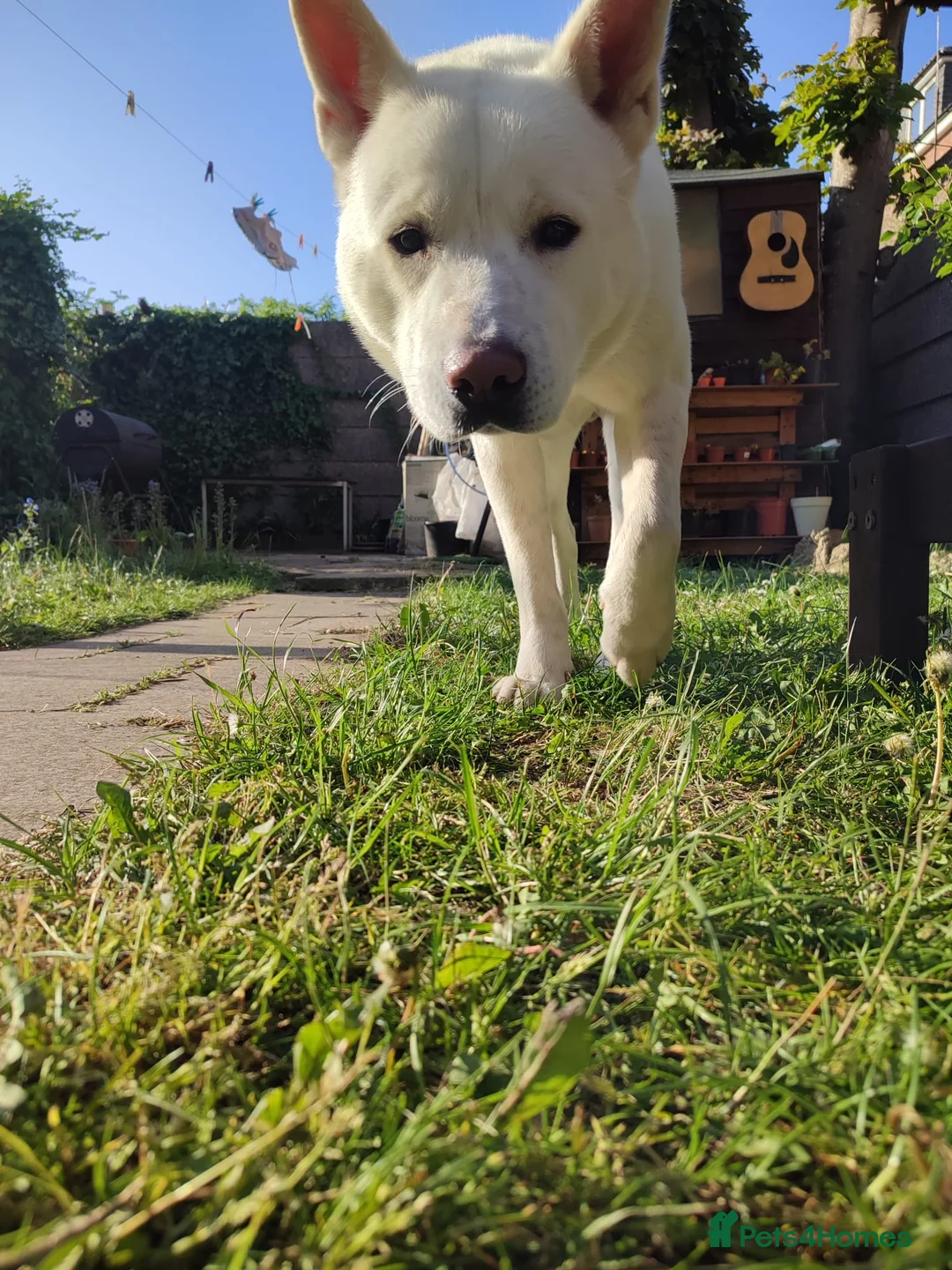 Akita dogs for sale: Beautiful strong male Akita  - Advert 4
