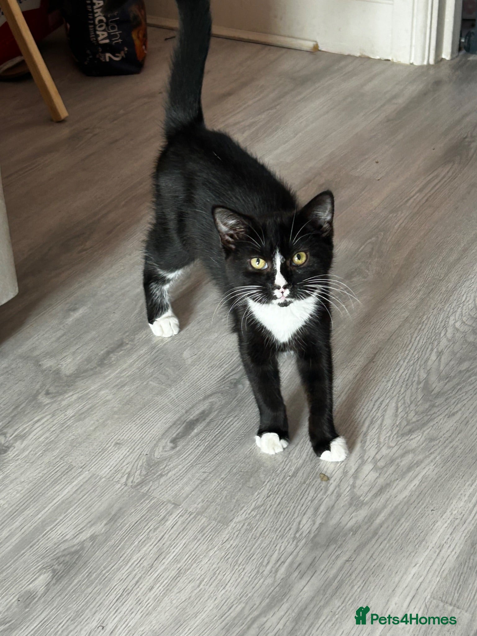 Mixed Breed cats Girl available Maine coone cross kittens  - Advert 1