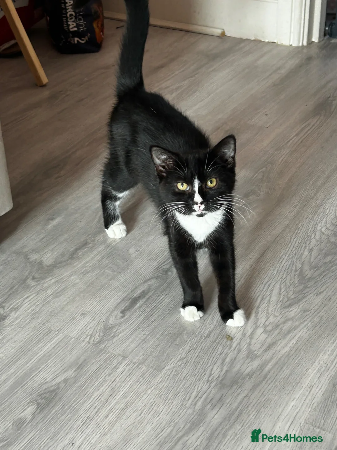 Mixed Breed cats for sale: Girl available Maine coone cross kittens  - Advert 1