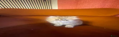 Persian 2 - Golden grey 