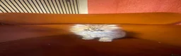 Persian cats for sale: Beautiful PURE Persian Kittens 5 Available  🐾❤️ - Advert 23
