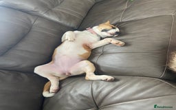 Mixed Breed dogs for sale: Looking for forever home  - Image 5