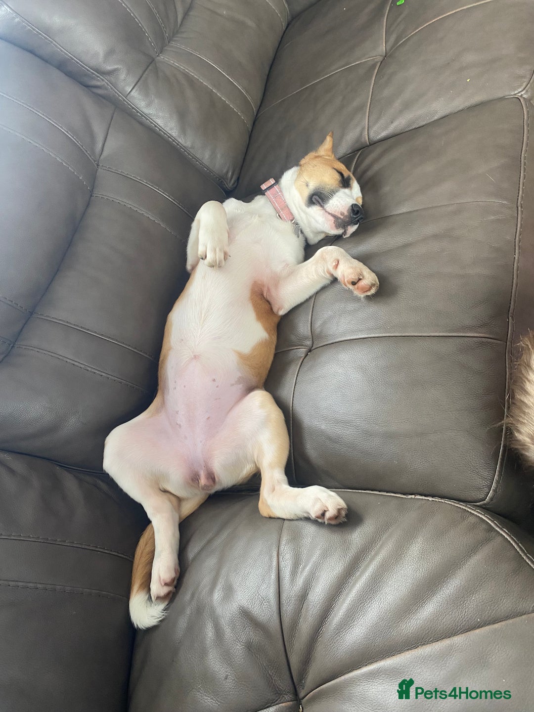 Mixed Breed dogs for sale: Looking for forever home  - Image 5