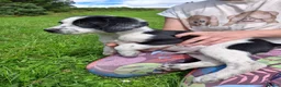 Mixed Breed dogs for sale: Border Collie x Cocker Spaniel  - Advert 5