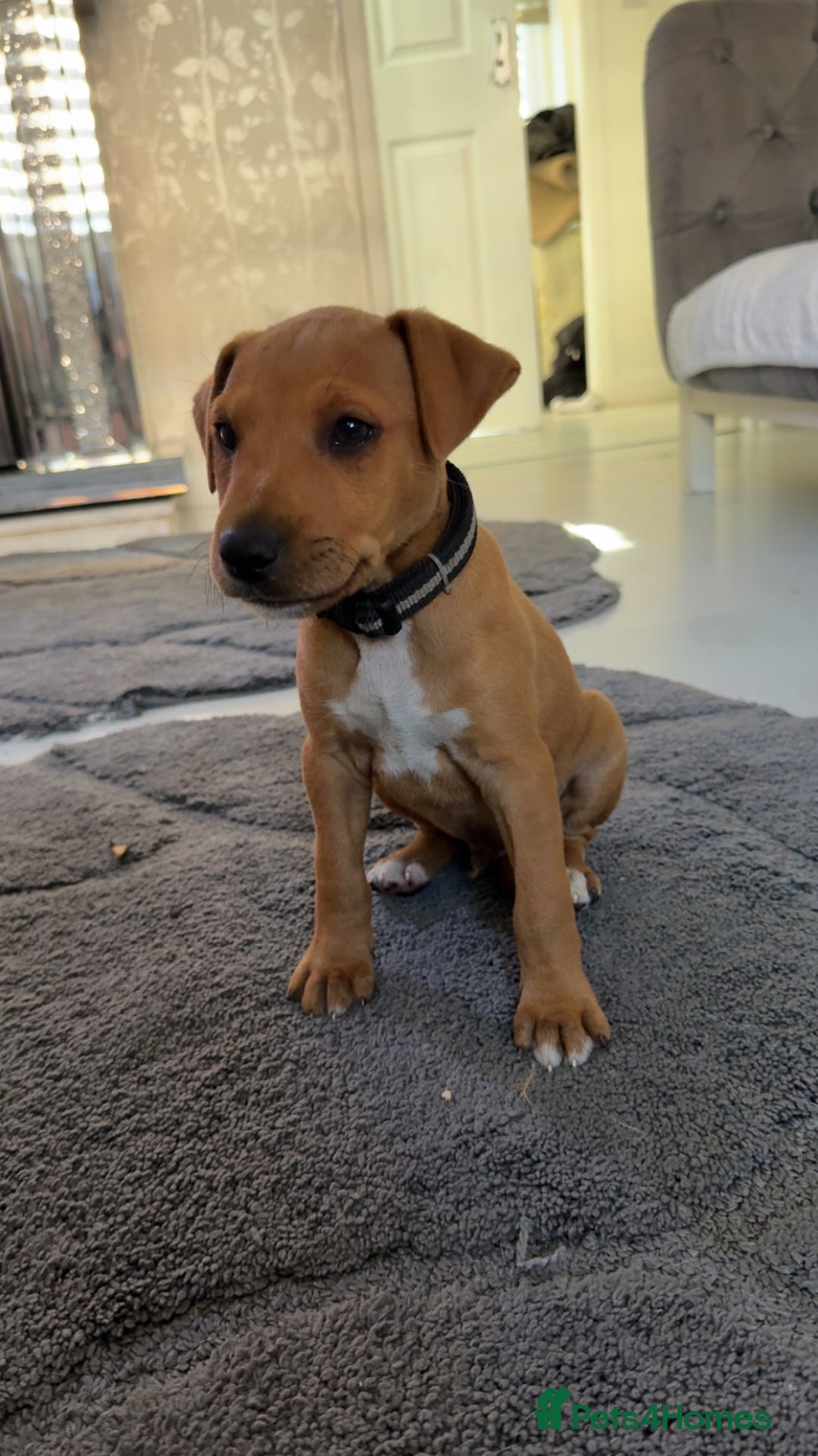 Mixed Breed dogs for sale: whippet mix - Image 9