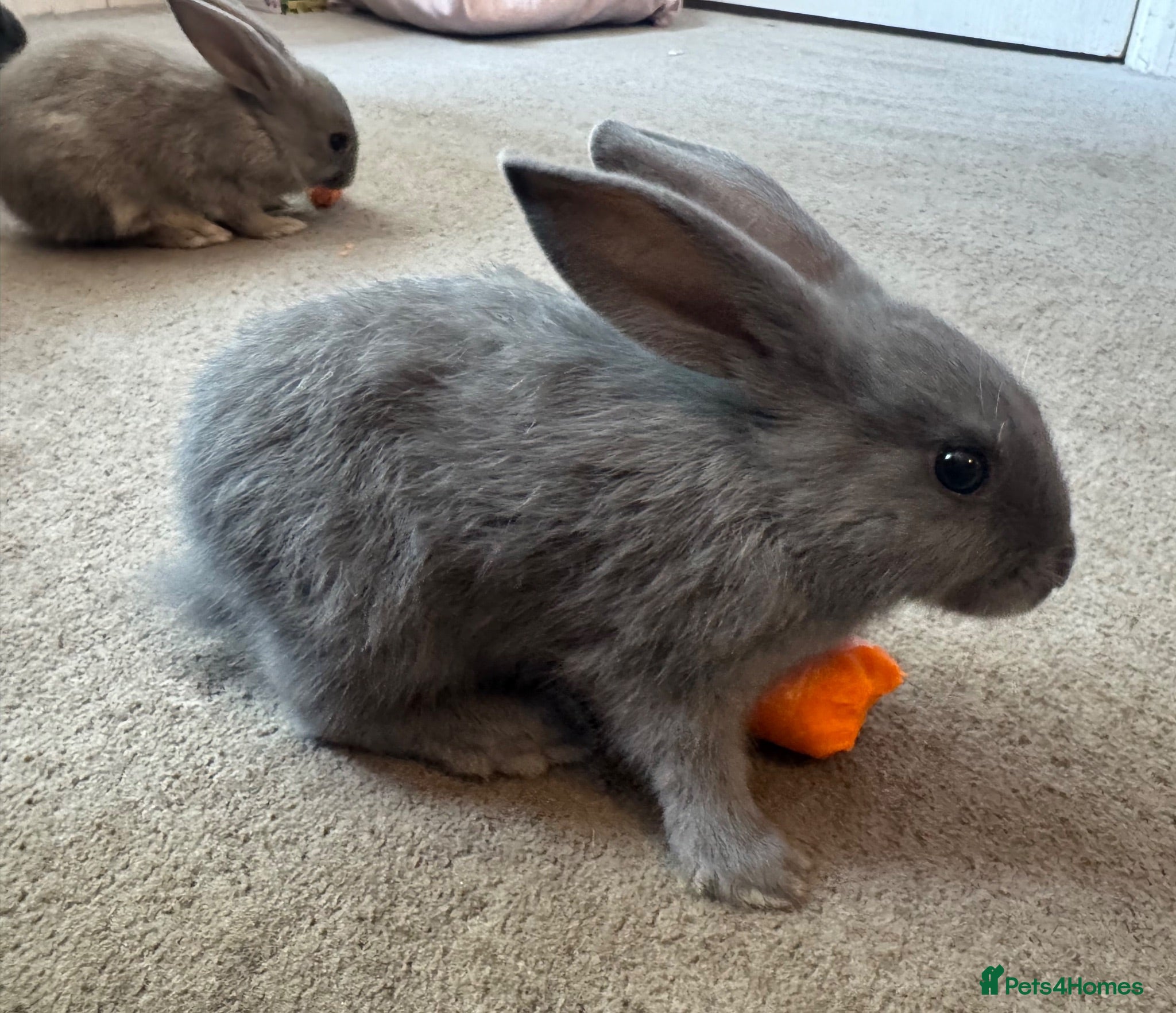 Mixed Breed rabbits Baby Rex x French lop grey rabbits - Advert 2