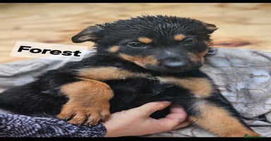 Mixed Breed dogs - Advert 1