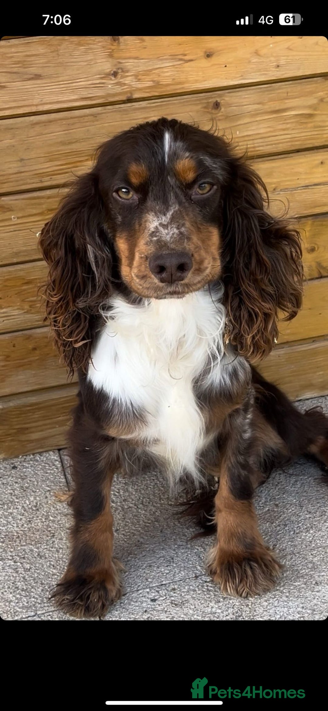 Cocker Spaniel dogs for sale: STUNNING COCKER SPANIEL PUPPIES  - Image 26
