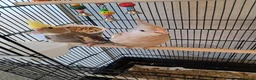 Cockatiels birds for sale: Hand reared baby cocktails very tame lovely birds  - Advert 9