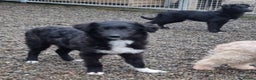Mixed Breed dogs for adoption: Pepper - In Ayr Looking for a home  - Advert 4