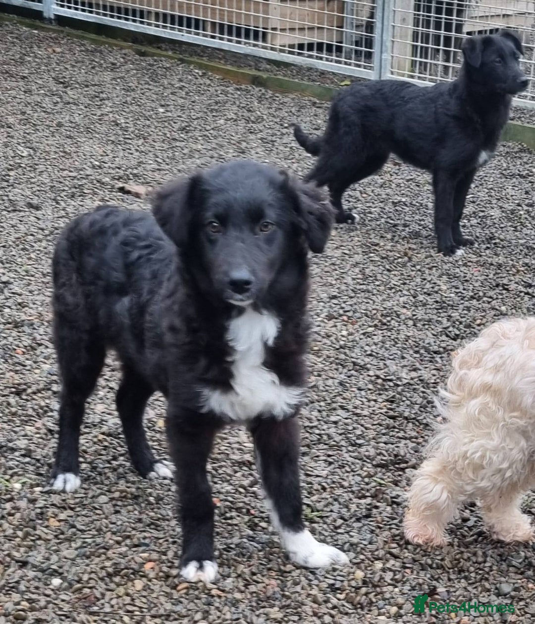 Mixed Breed dogs for adoption: Pepper - In Ayr Looking for a home  - Advert 4