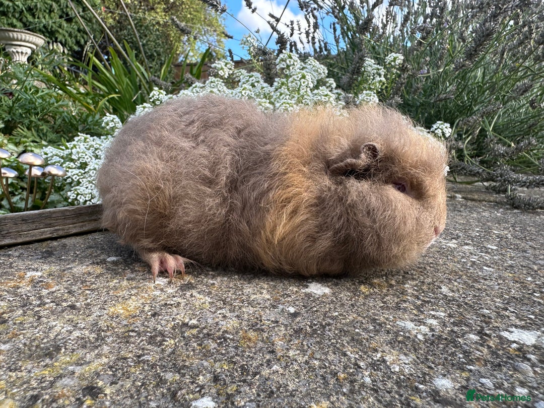 Guinea Pig rodents for sale: Stunning pure bred Swiss boar - Image 5
