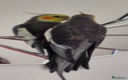 Cockatiels birds for sale: Cockatiels for sale - Image 4