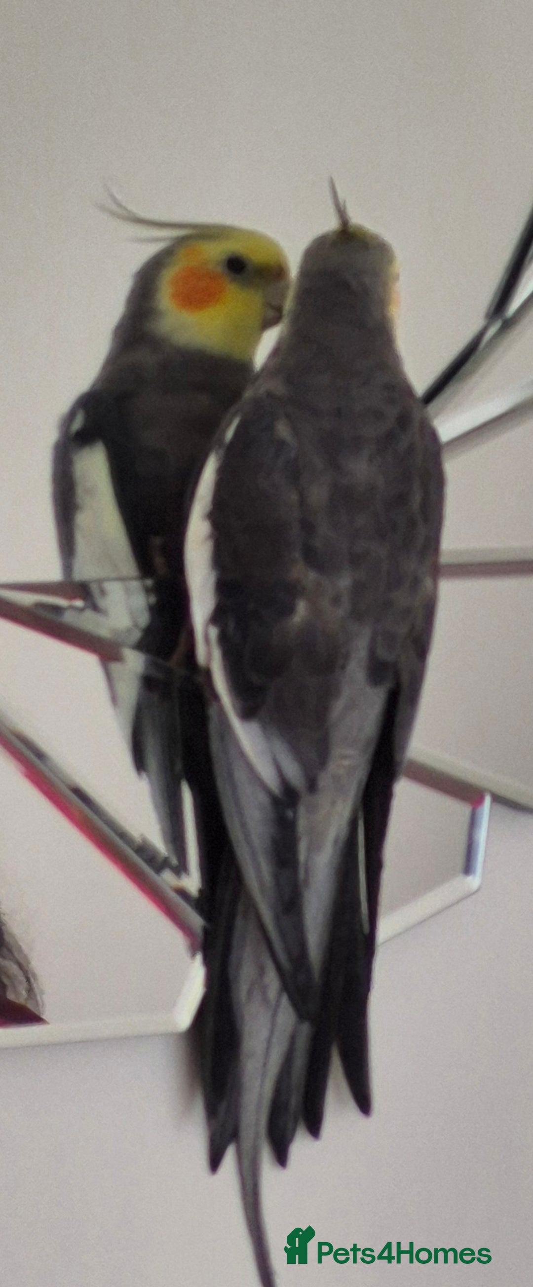 Cockatiels birds for sale: Cockatiels for sale - Image 4