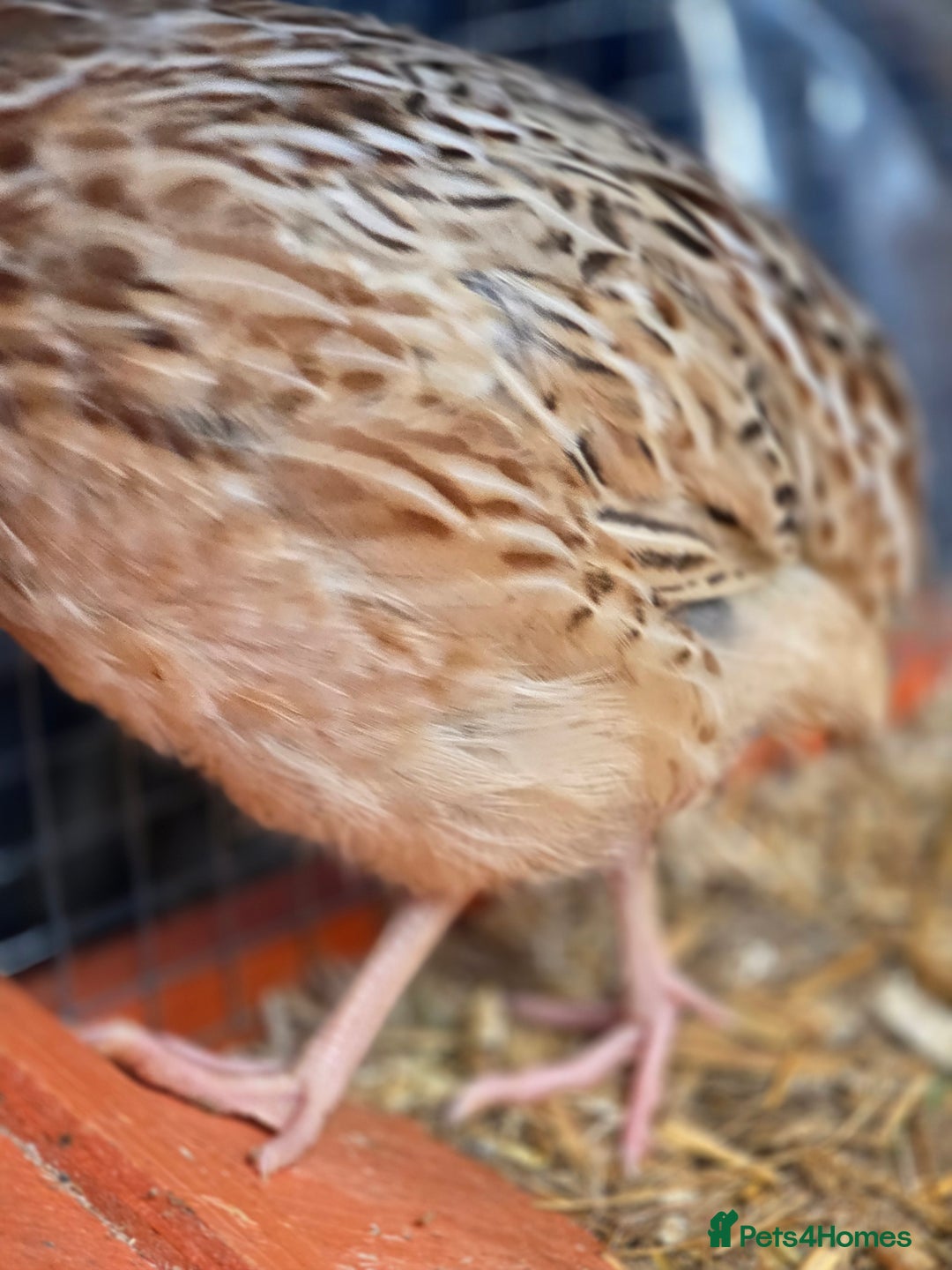 Quail poultry for sale: Male Quail - Advert 4