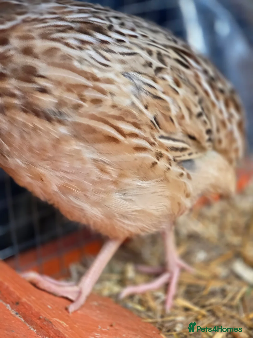 Quail poultry for sale: Male Quail - Advert 4
