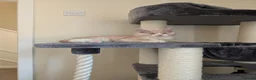 Maine Coon cats for sale: 3 male Mainecoons  - Advert 14